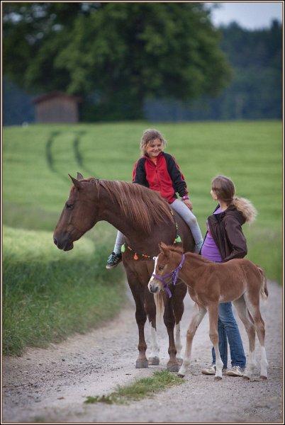 Asbach Fohlenshow 2014 027